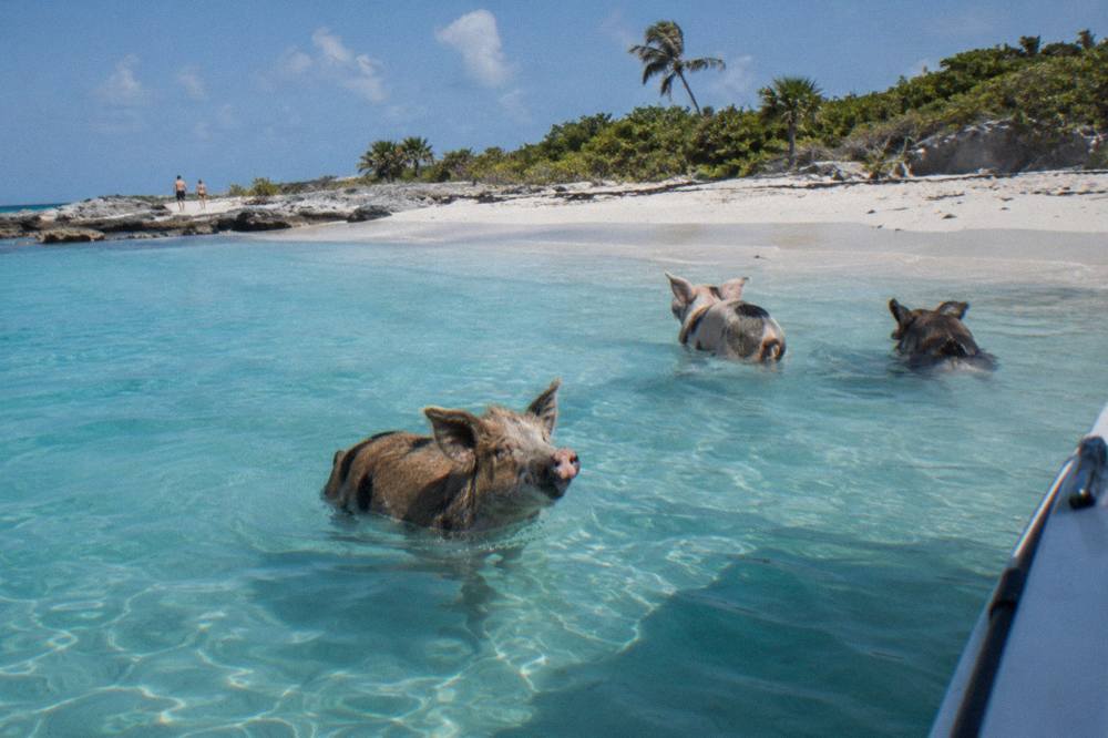 Pigs standing in shallow turquoise water beside a white sand beach